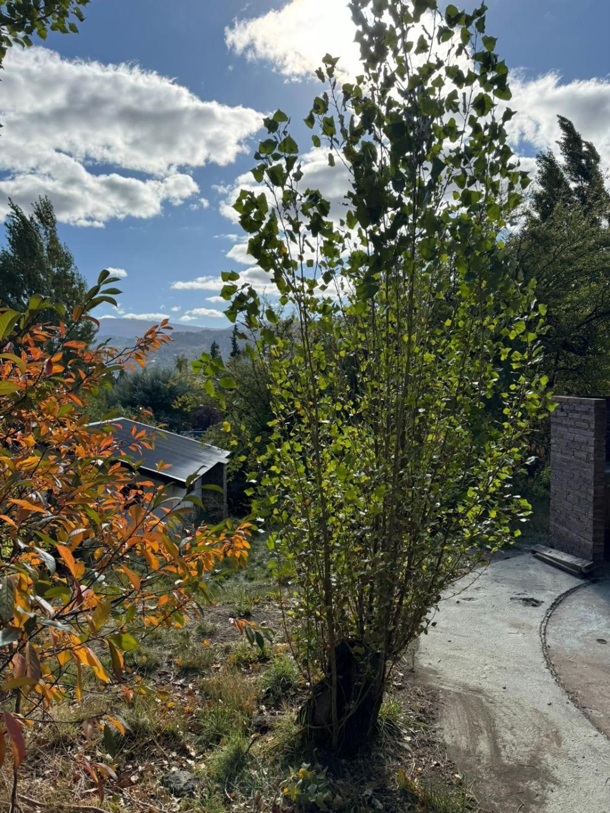 Huilen De Bandurrias Villa San Martin de los Andes Exterior photo